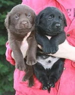 Labrador retriever